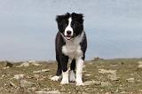 BORDER COLLIE 757